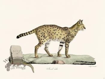 Cuvier 111 Serual African Wildcat